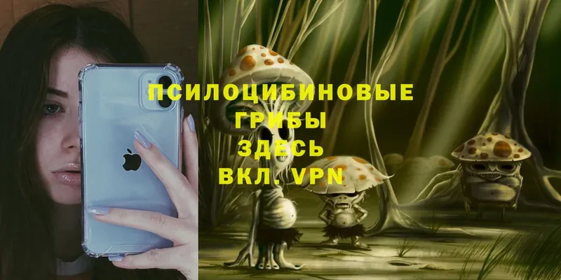 Галлюциногенные грибы Psilocybe Валдай